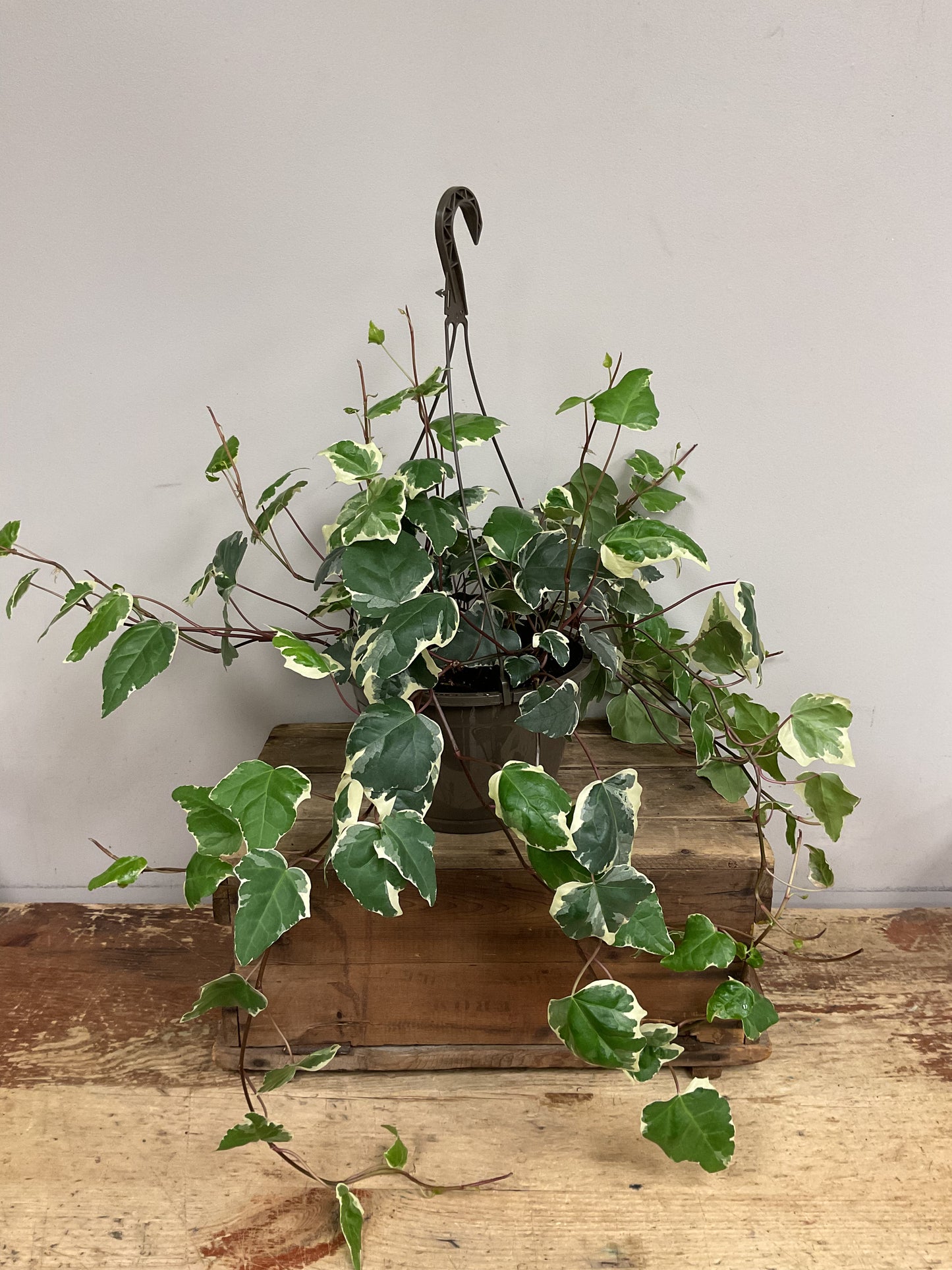Ivy Plant