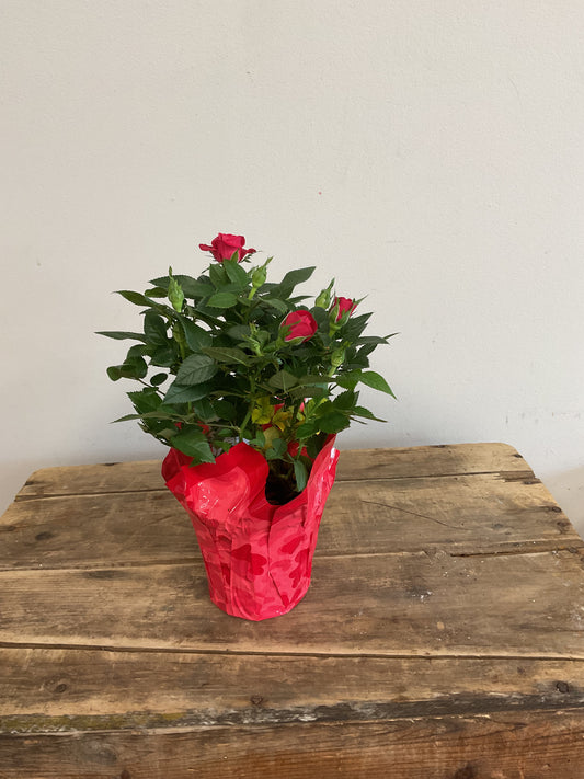 Mini Roses
