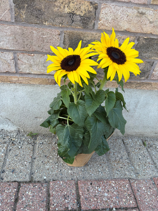 Potted Sunflower