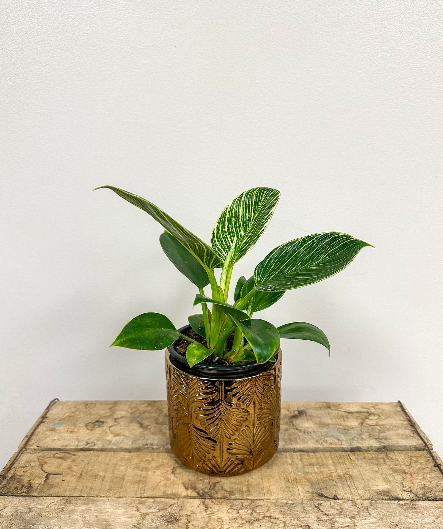Philodendron Birkin