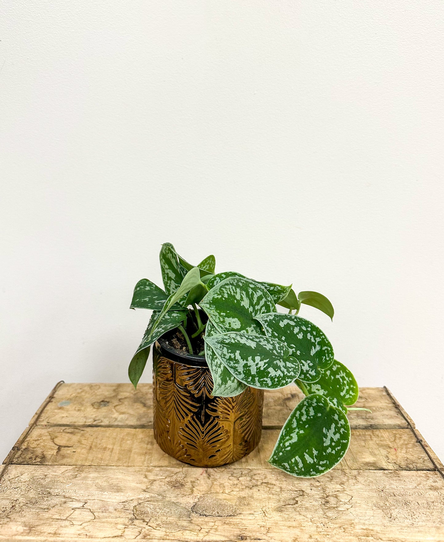 Satin Pothos