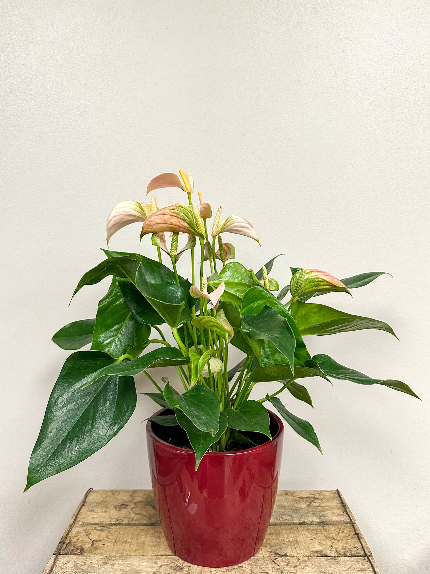 Anthurium