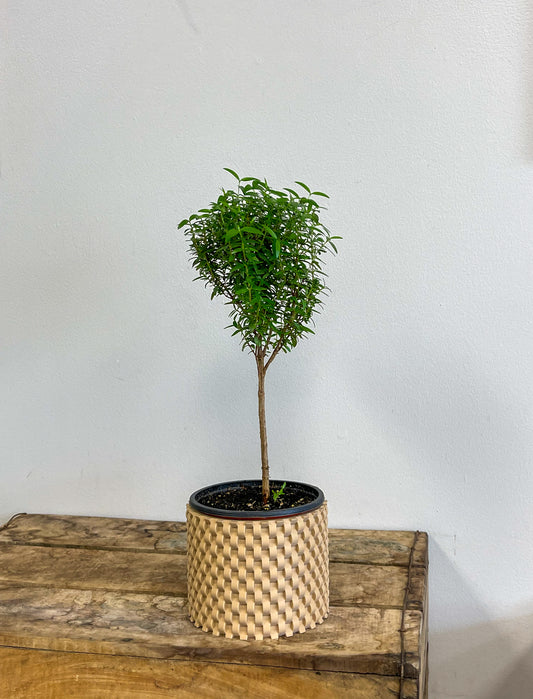 Myrtle Topiary
