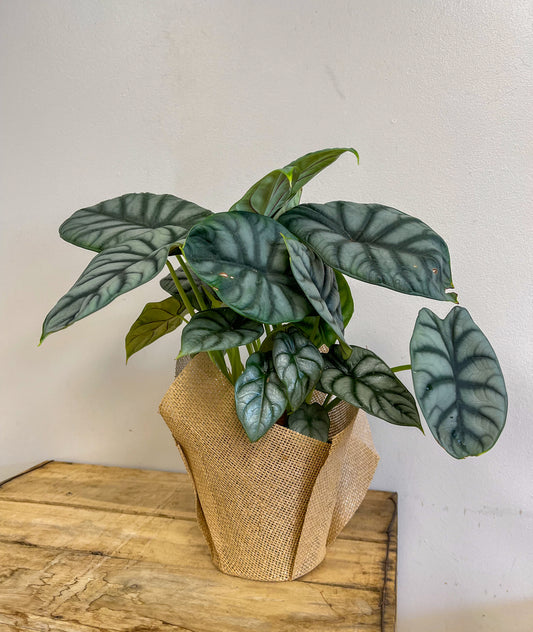 Alocasia Silver Dragon