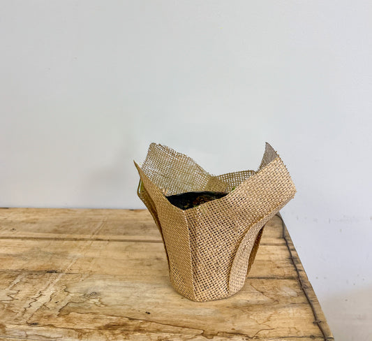 Burlap Plant Cover