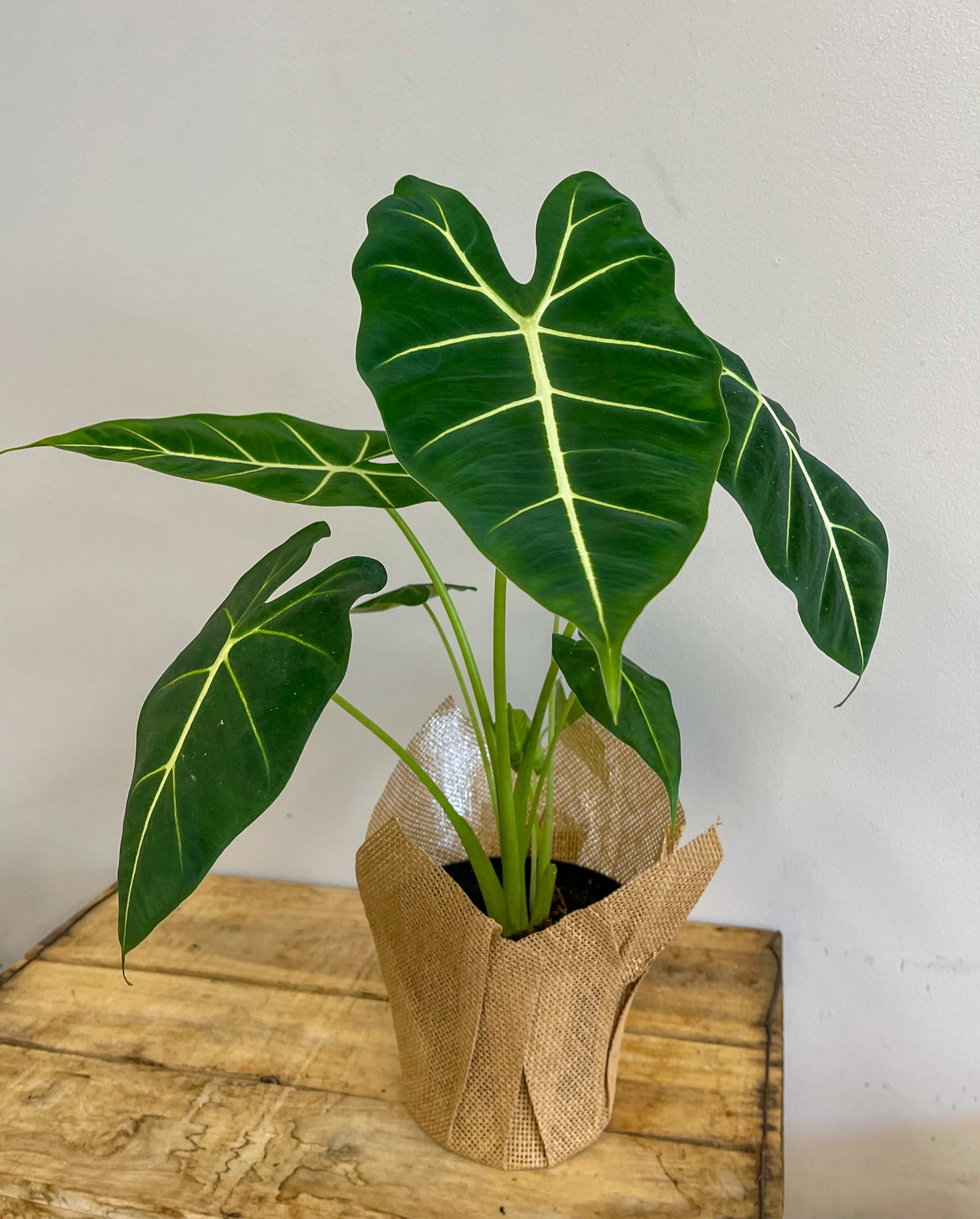 Alocasia Frydek