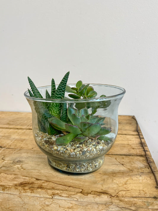 Succulents in a Glass Jar