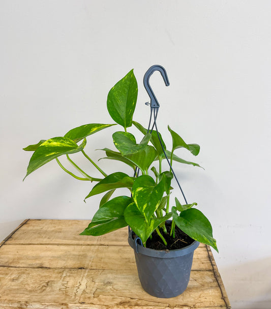 Golden Pothos in Hanging Basket