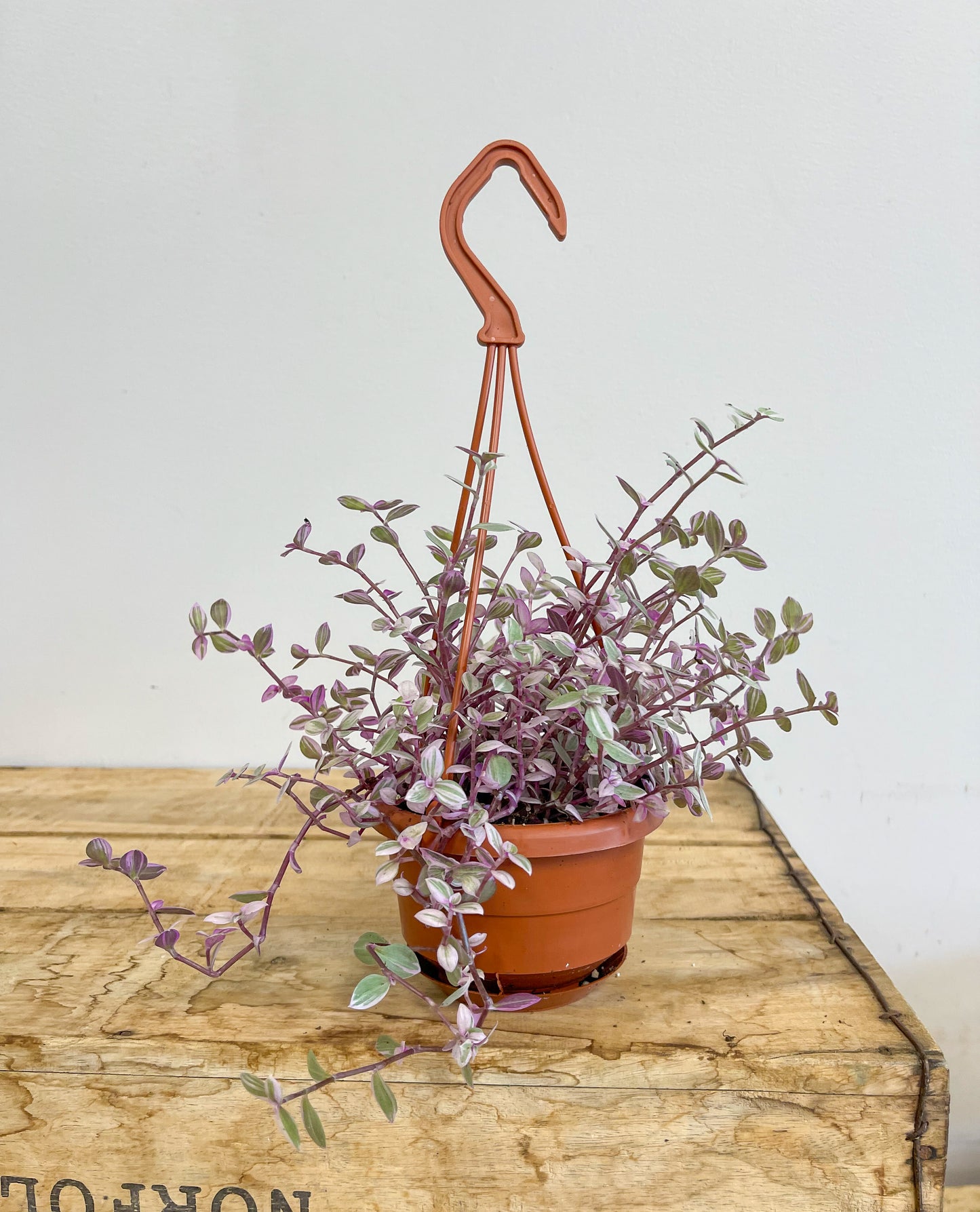 Pink Lady Tradescantia in a Hanging Basket