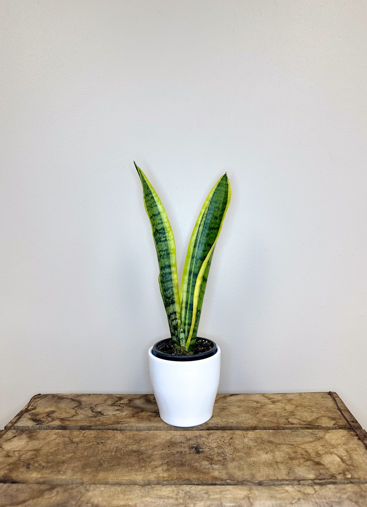 Snake Plant