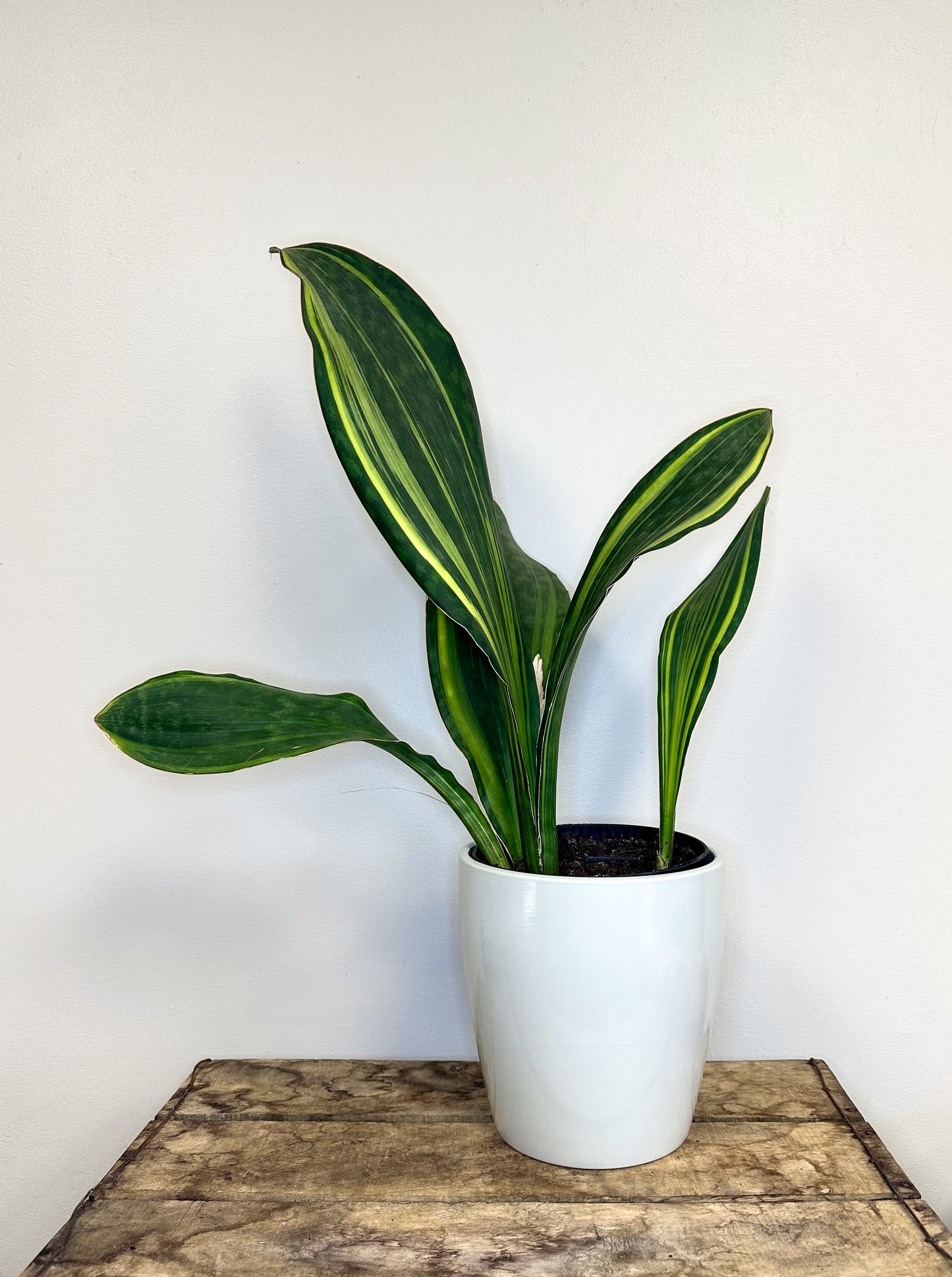 Snake Plant