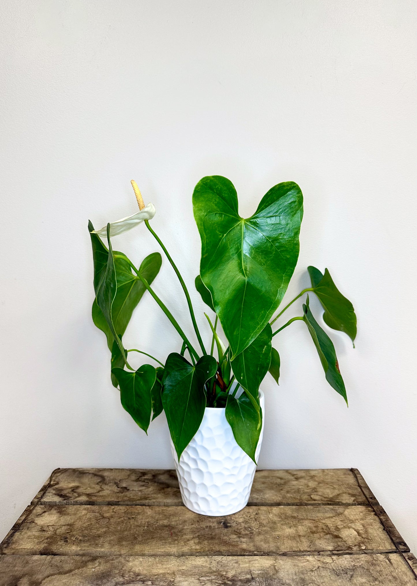 Anthurium