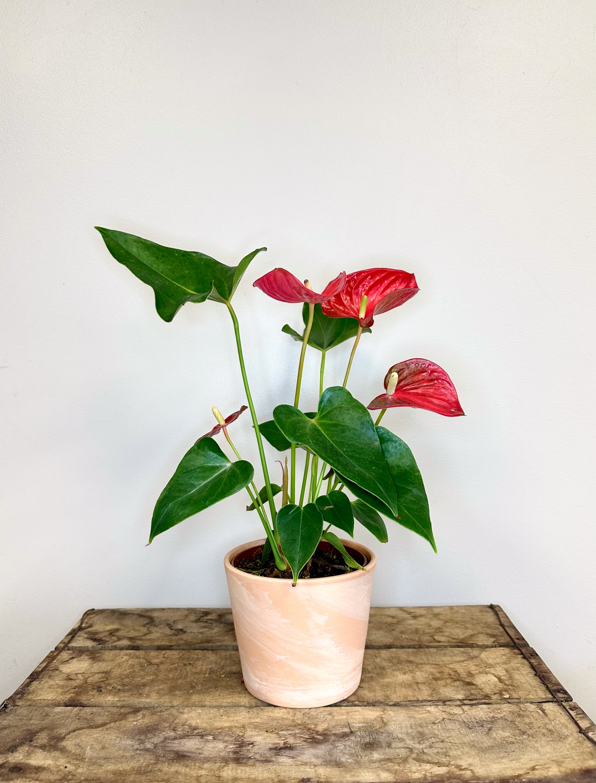 anthurium maine 6 Anthurium 6” – Mood Moss Flowers