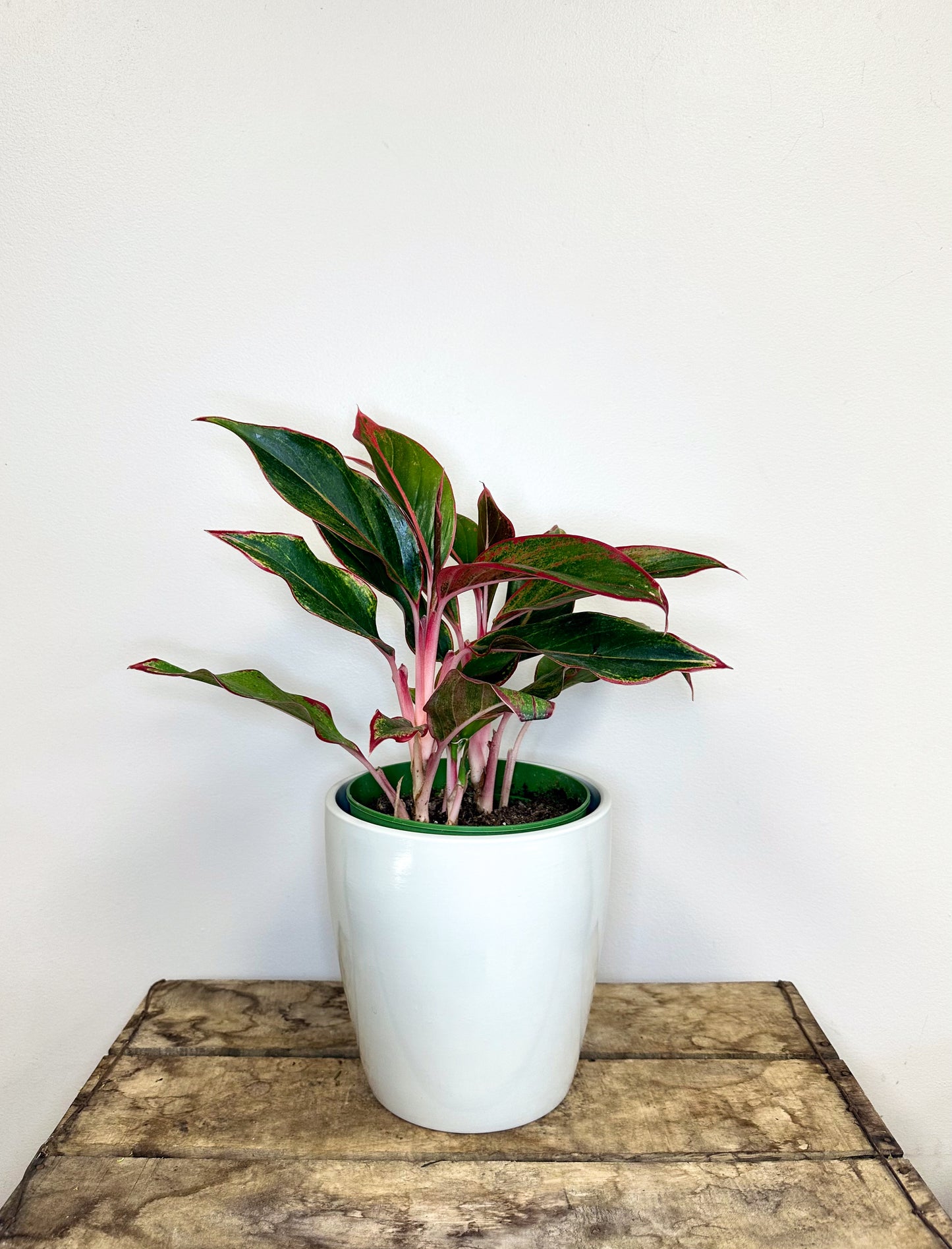 Aglaonema Siam Red