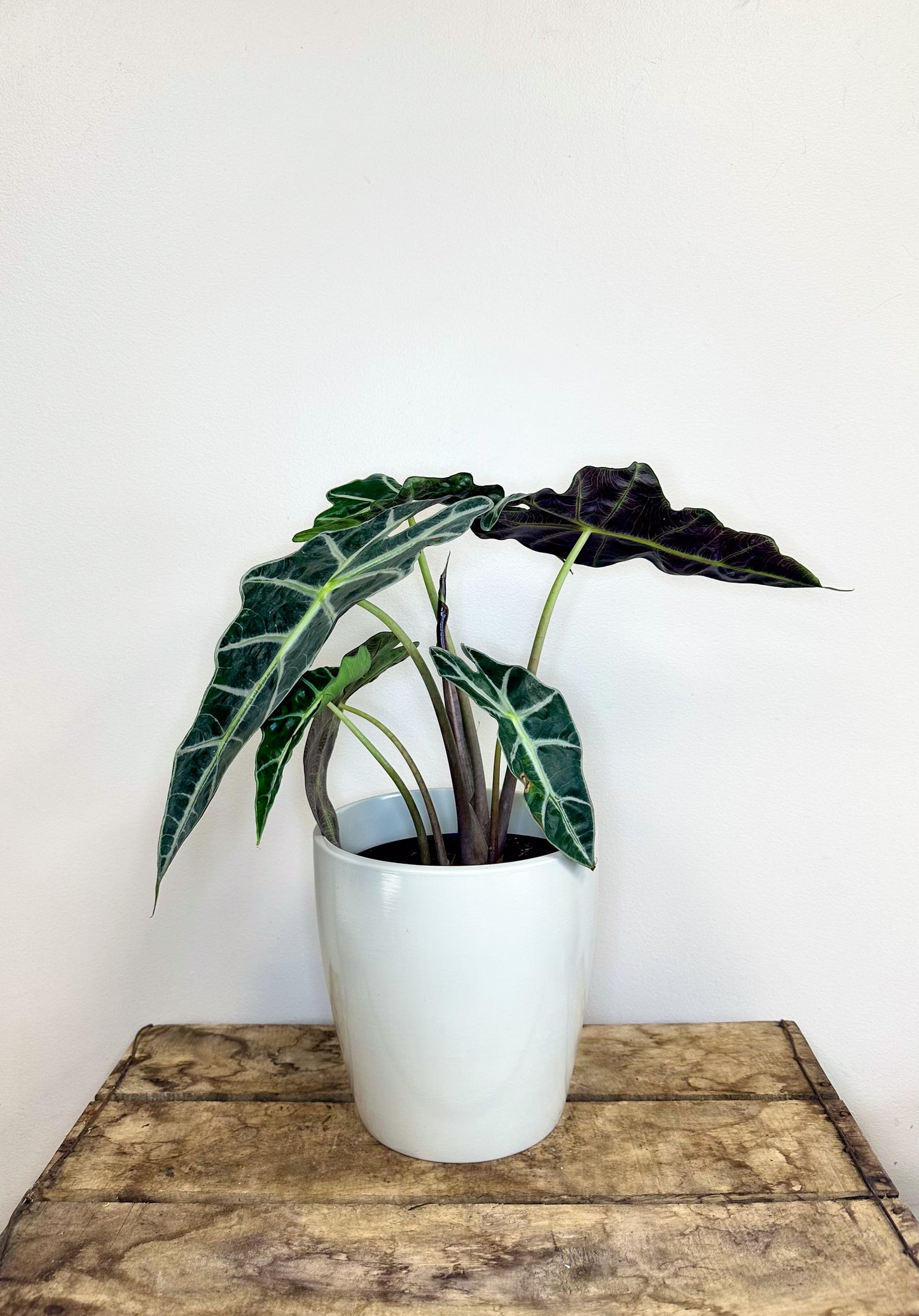 Alocasia Polly