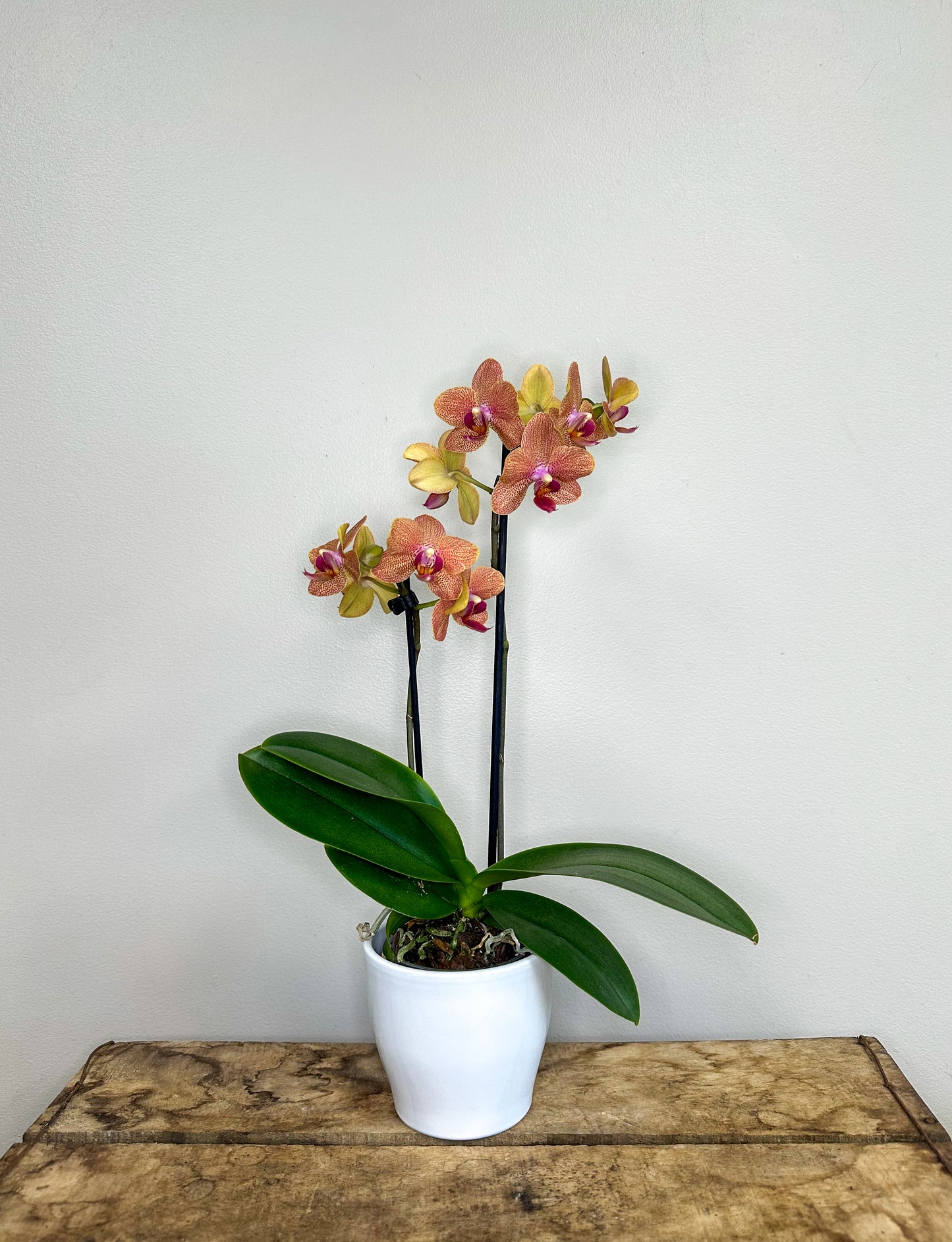 Phalaenopsis Orchid with Pot