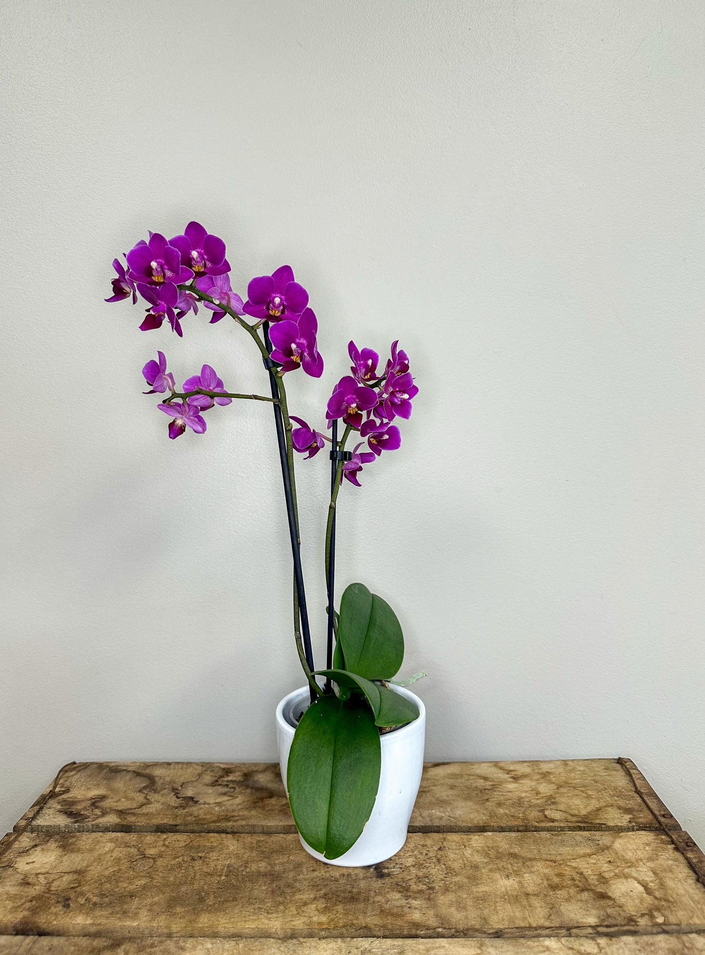 Phalaenopsis Orchid with Pot