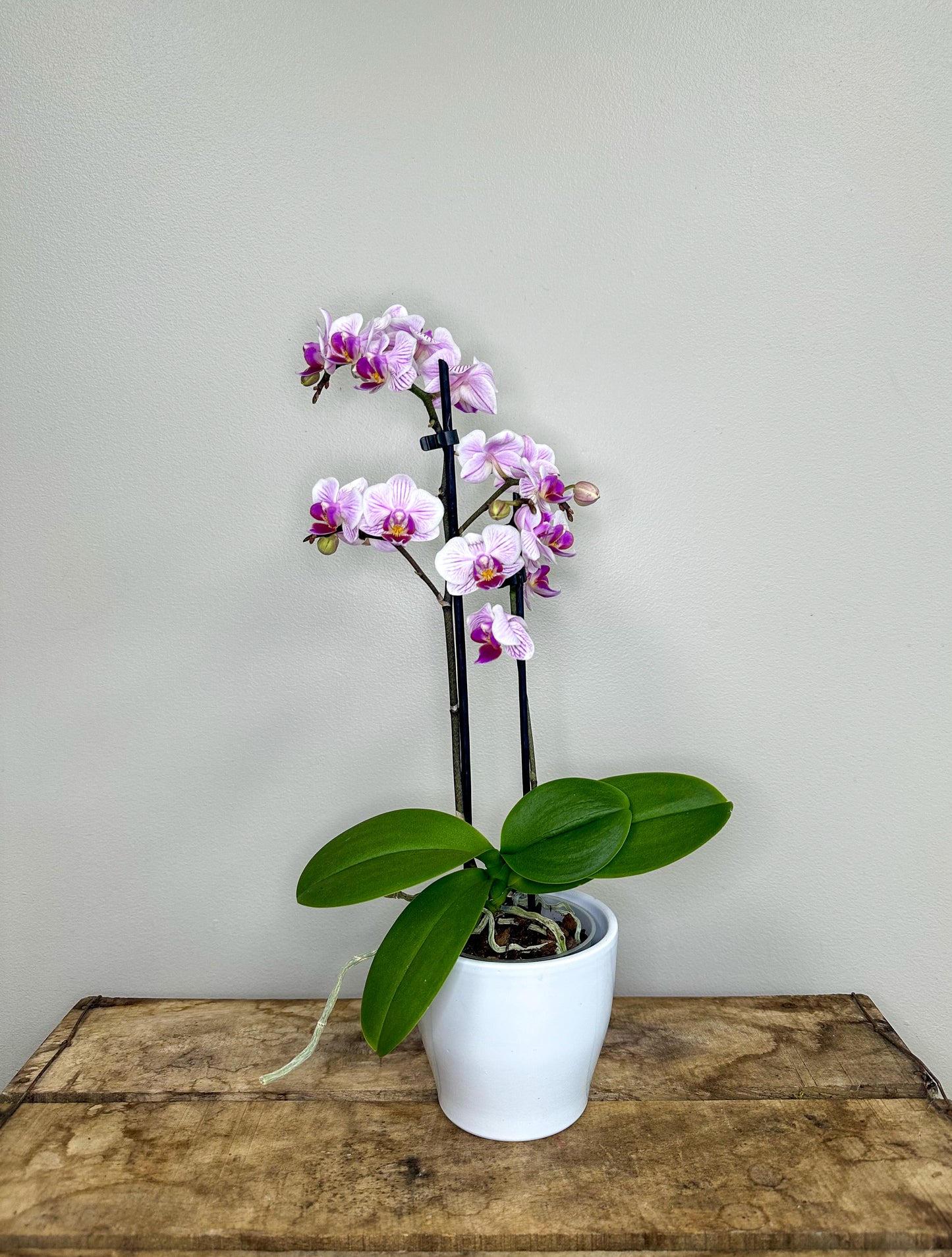 Phalaenopsis Orchid with Pot