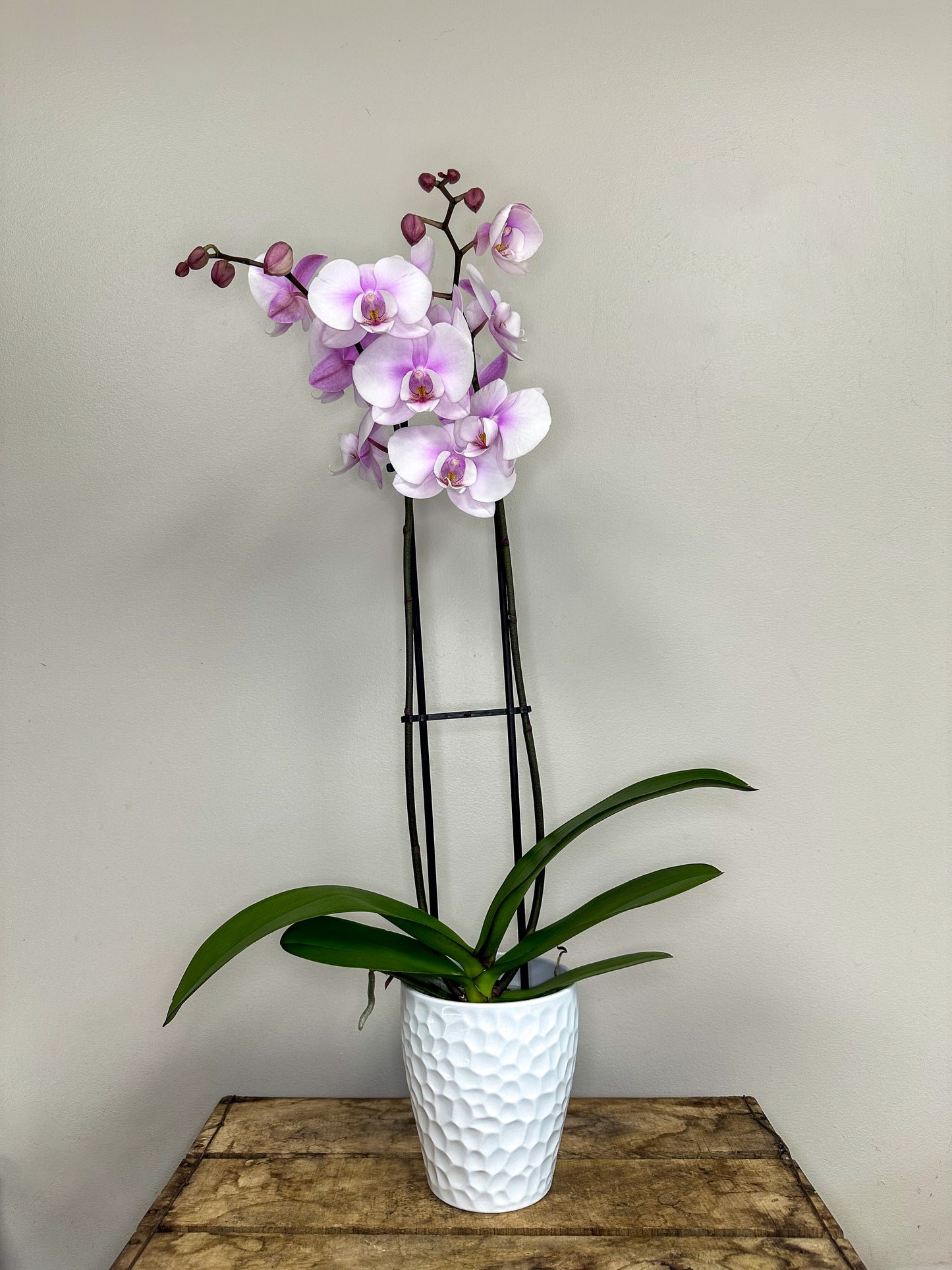 Phalaenopsis Orchid with Pot