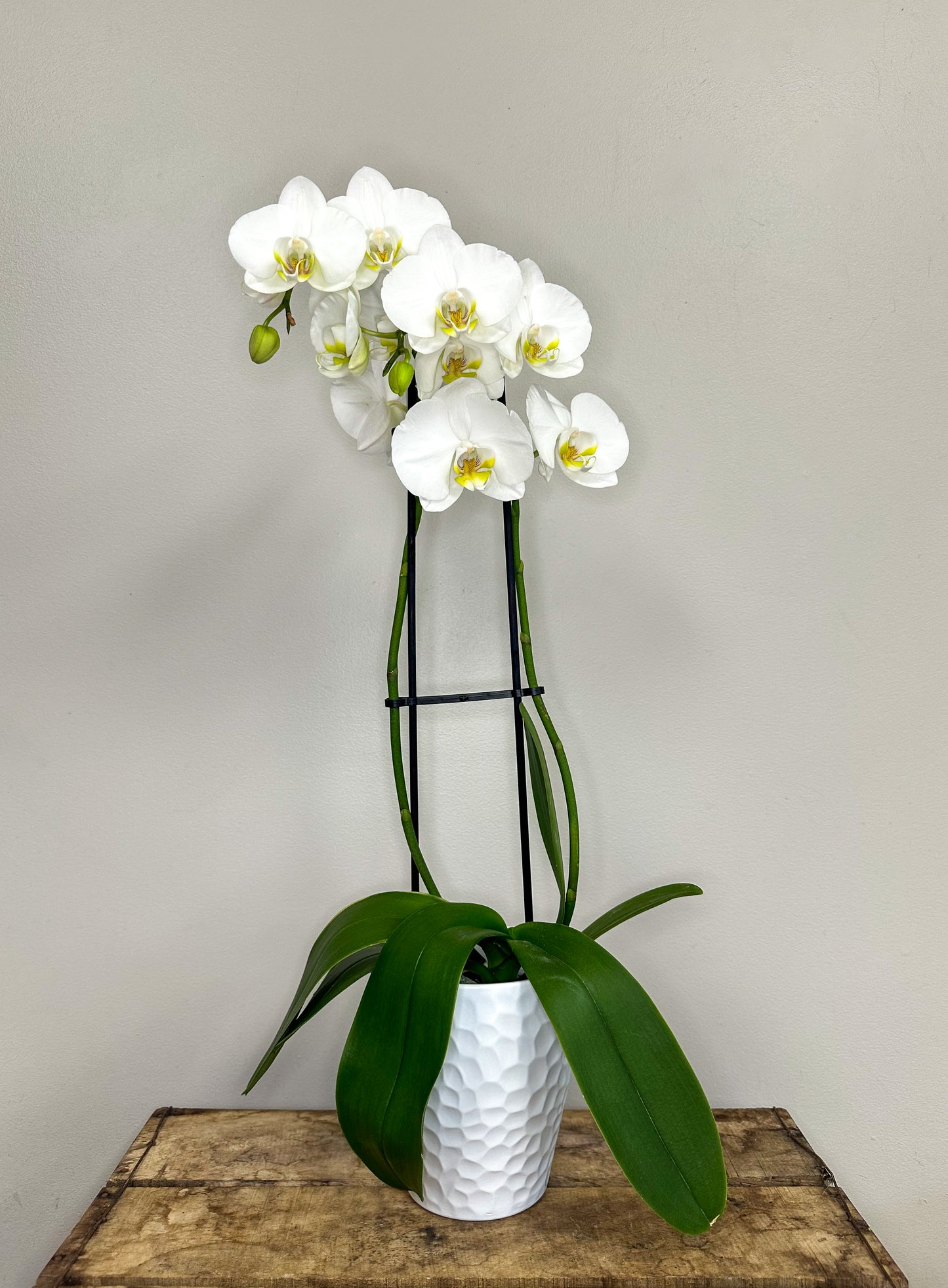 Phalaenopsis Orchid with Pot