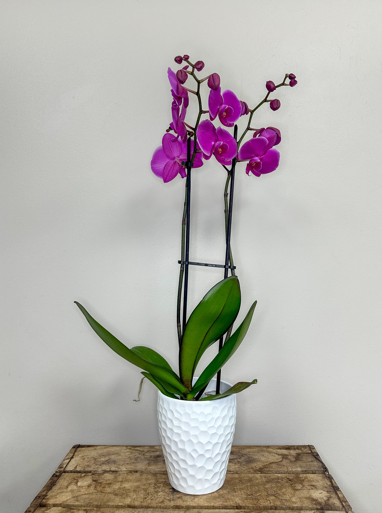 Phalaenopsis Orchid with Pot