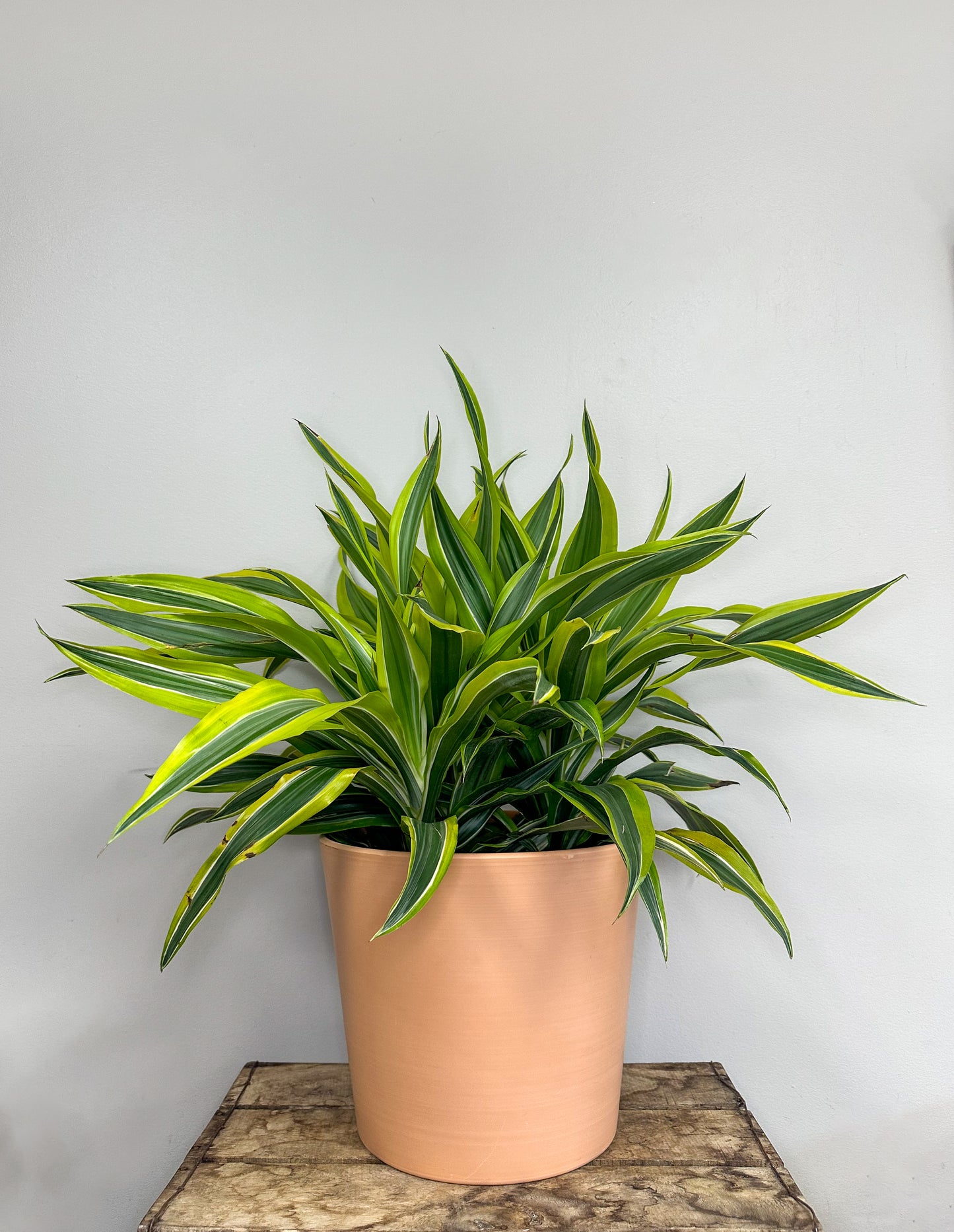 Dracaena