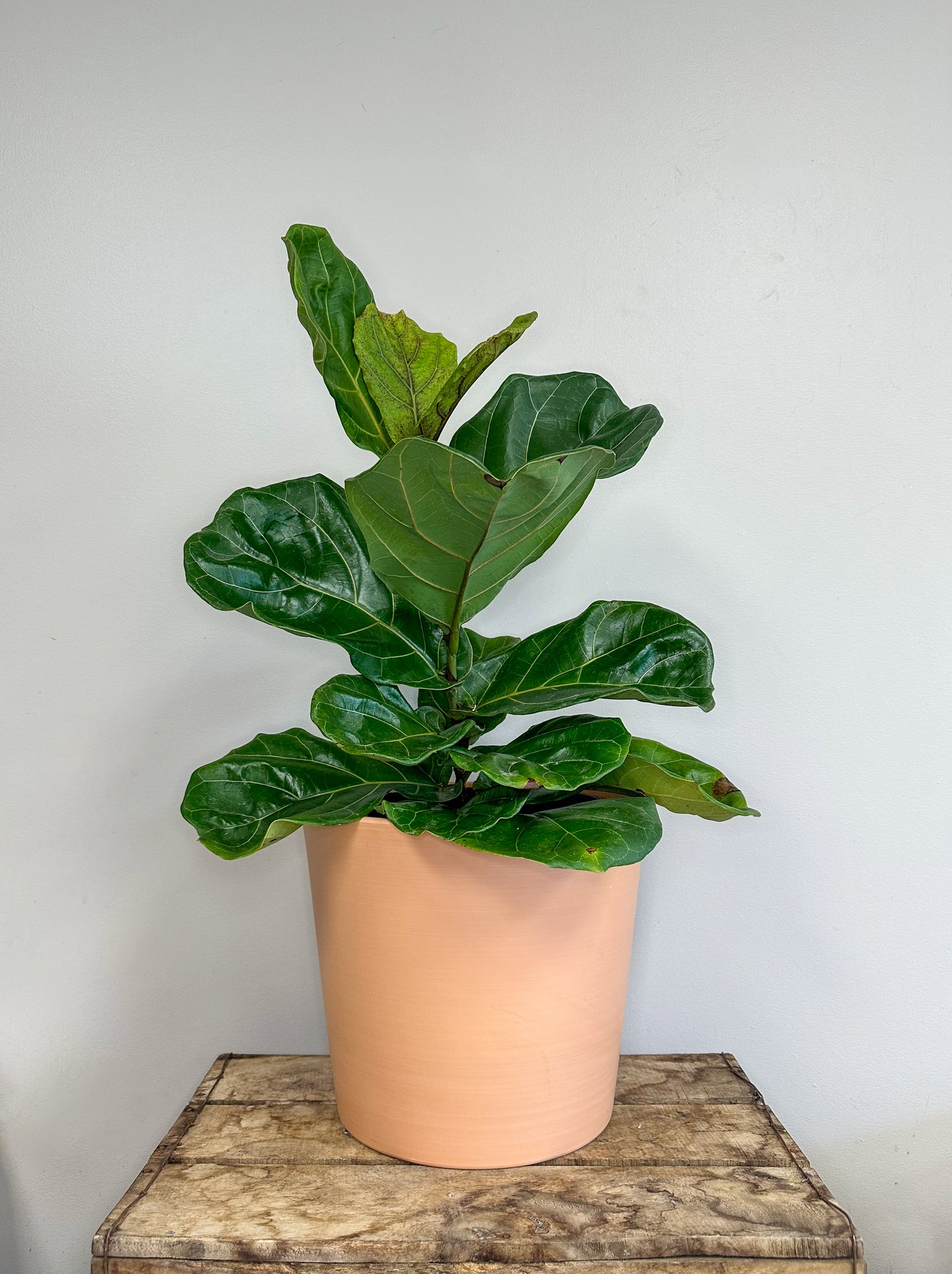 Fiddle Leaf Fig