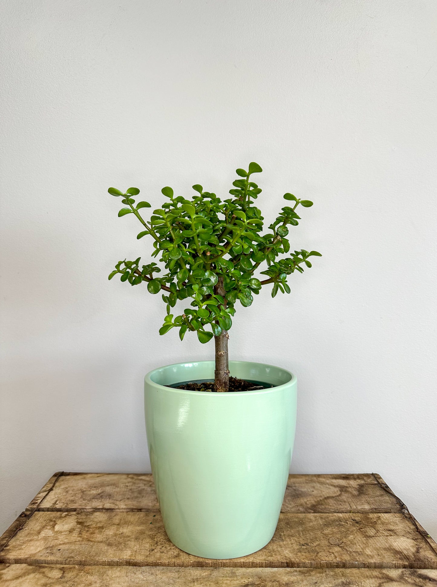 Jade Bonsai