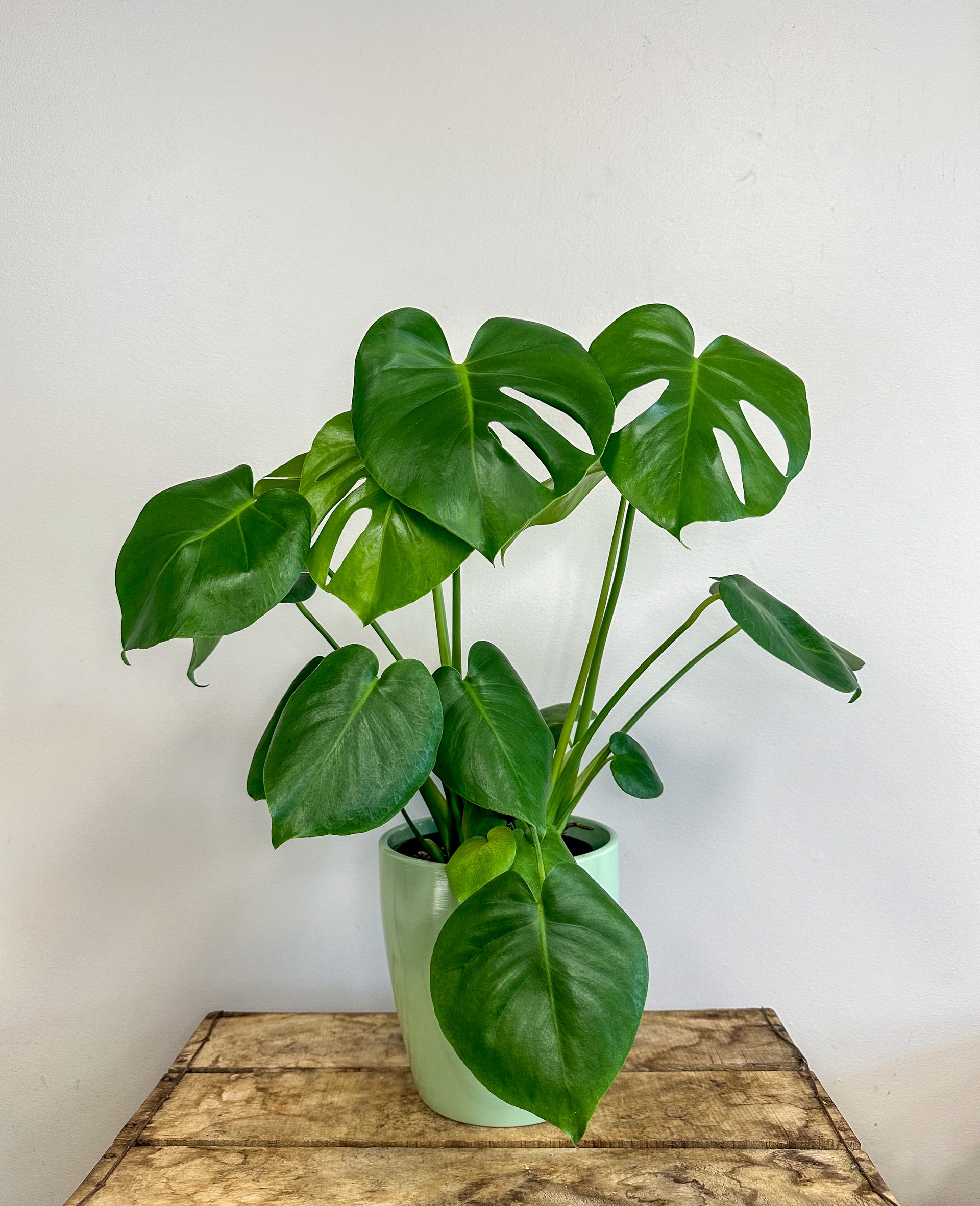 Monstera Deliciosa – Mood Moss Flowers