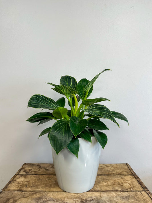 Philodendron Birkin