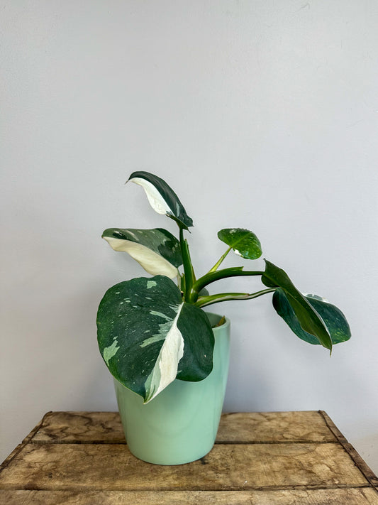 Philodendron White Princess