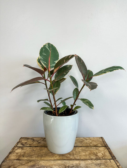 Ruby Red Ficus Tineke