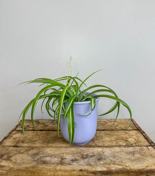 Spider Plant