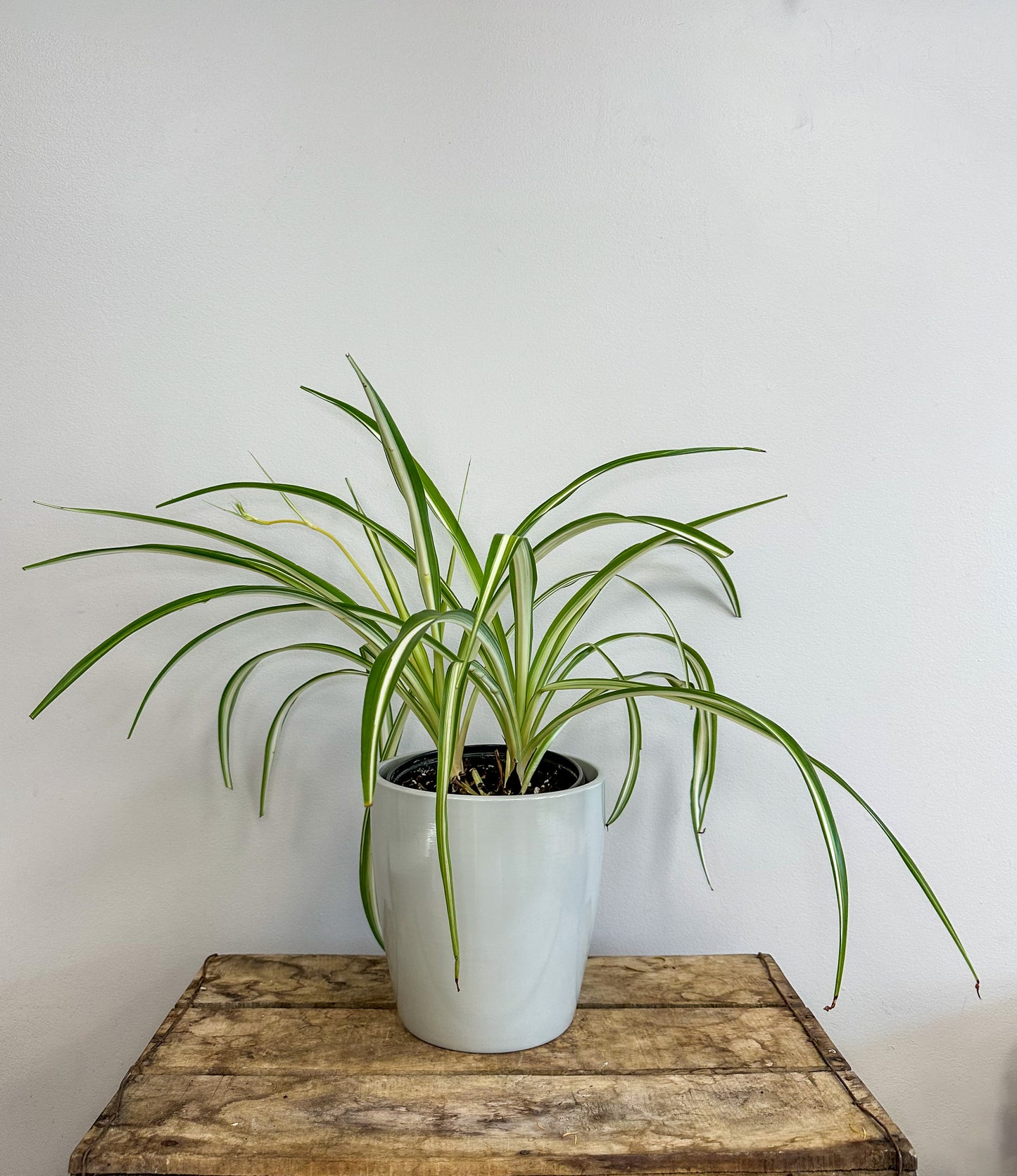 Spider Plant