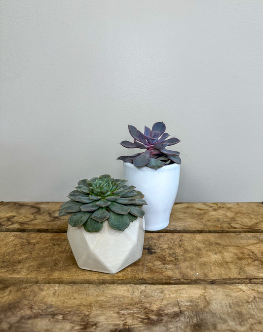 Succulents