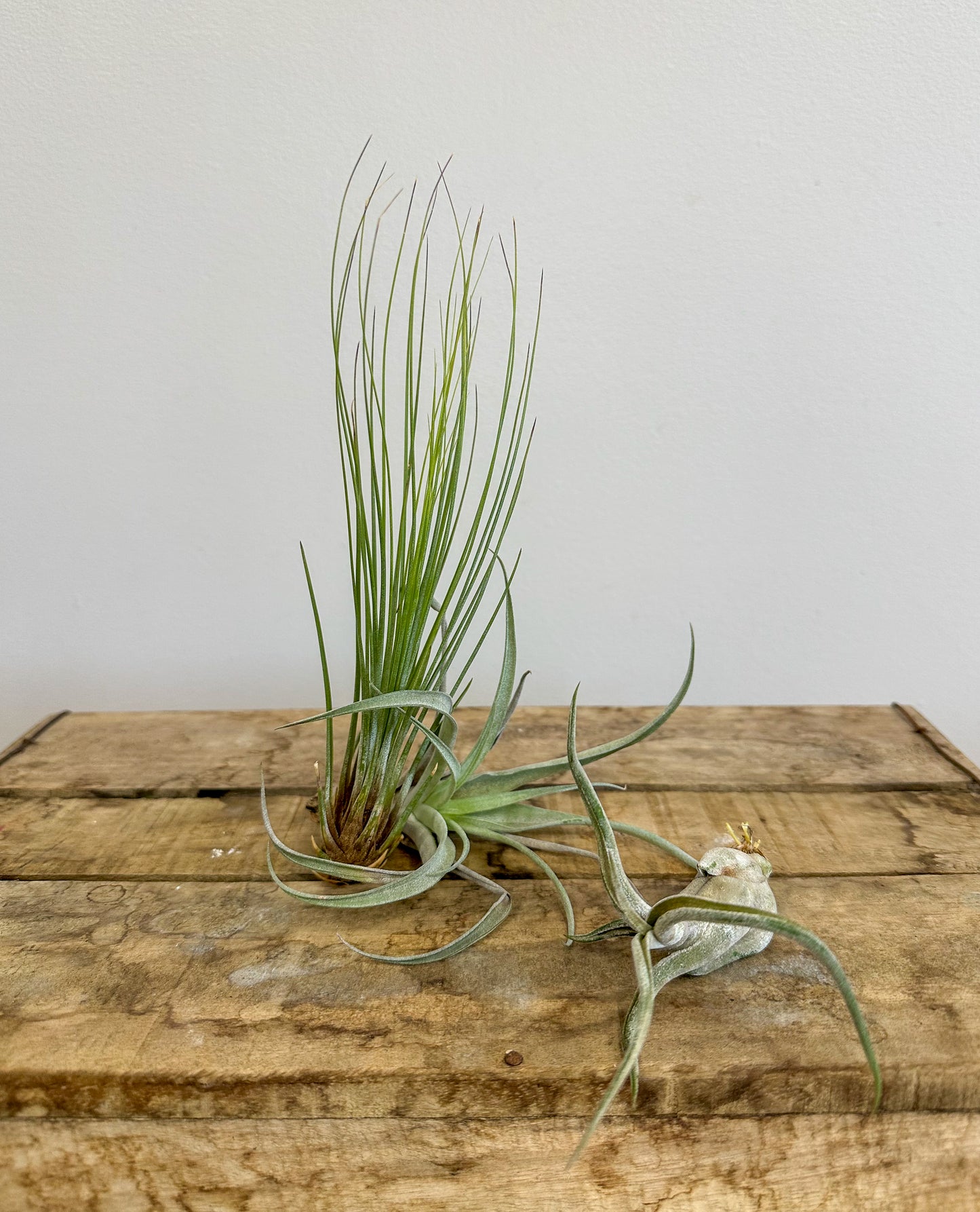 Air Plants