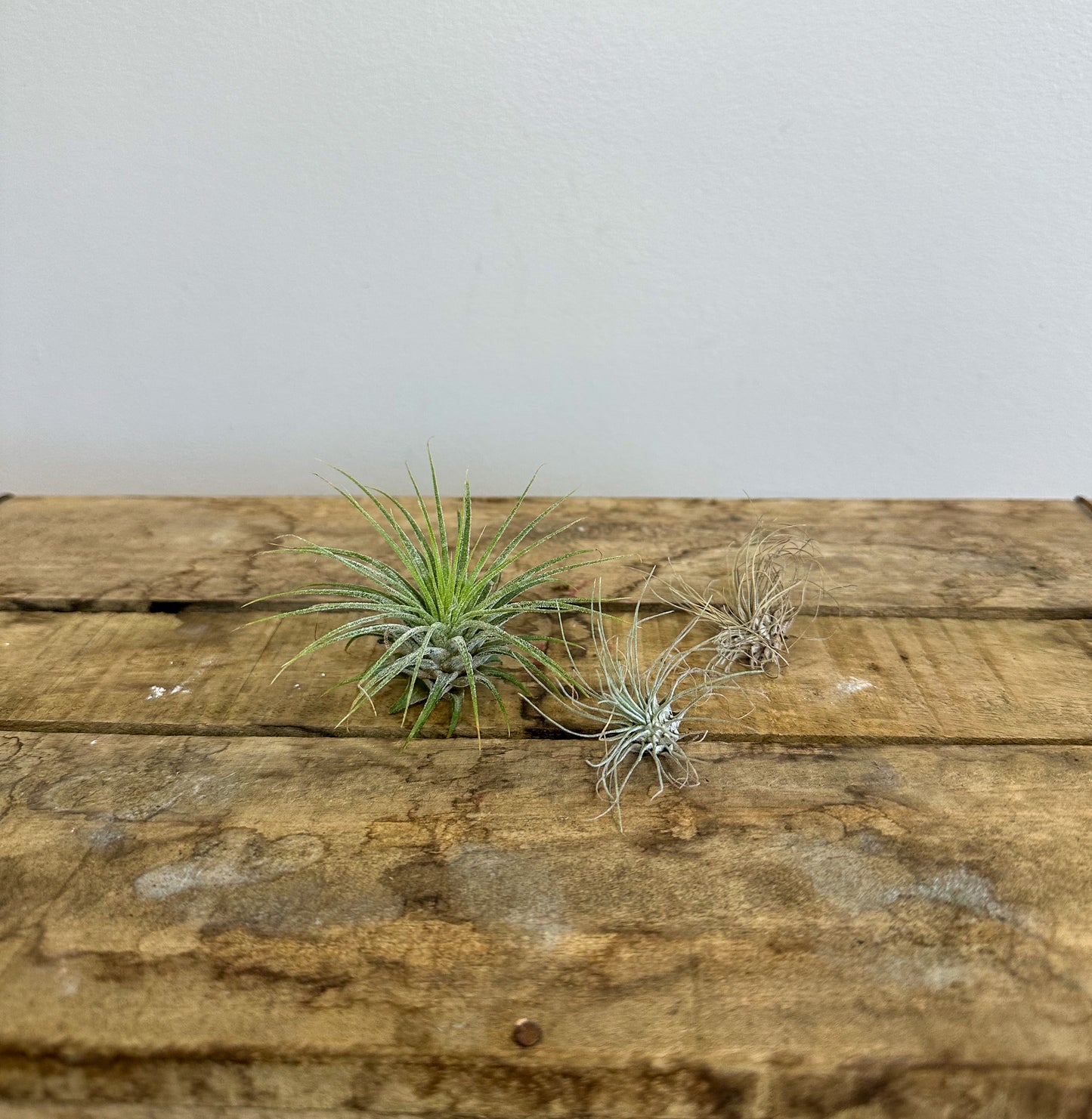 Air Plants