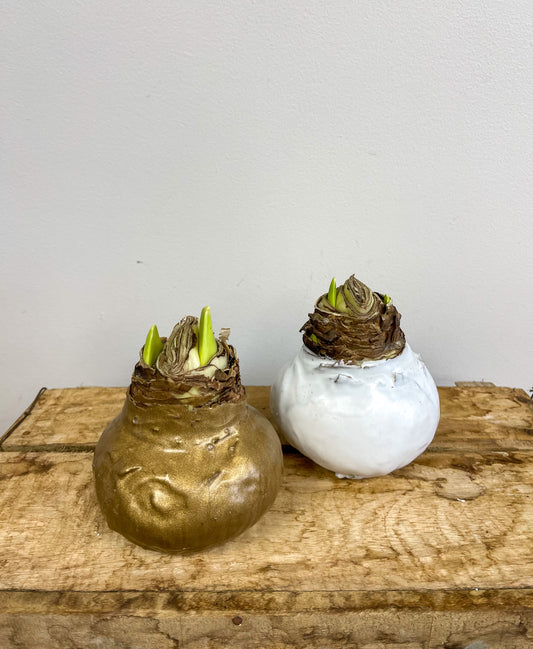 Waxed Amaryllis Bulbs