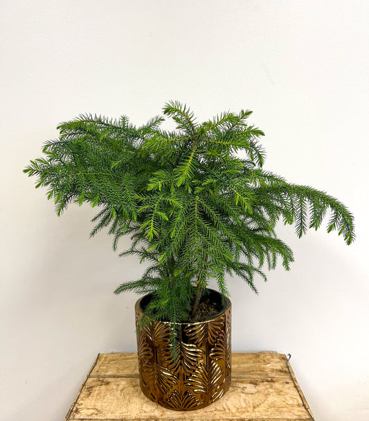 Norfolk Pine