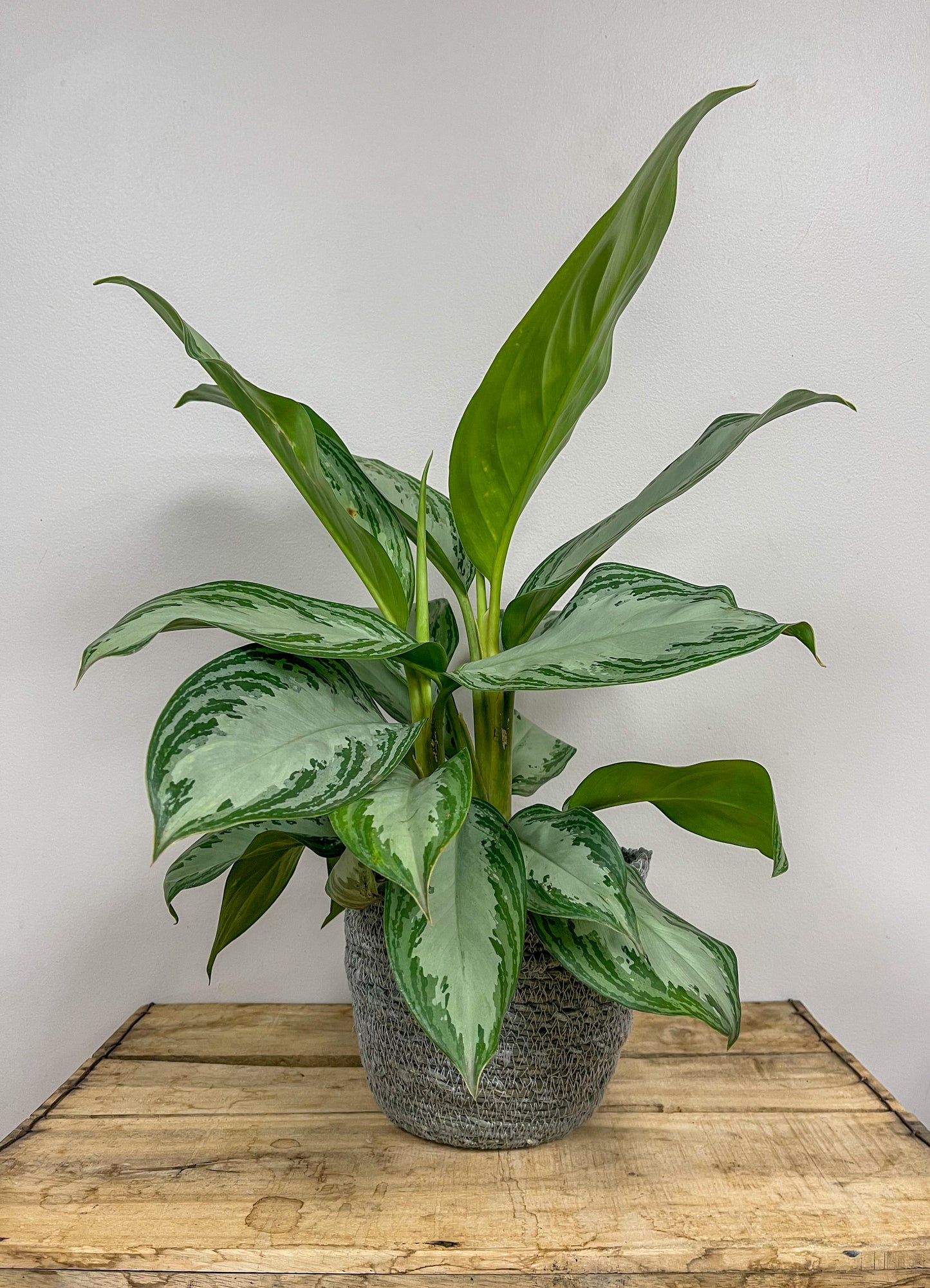 Aglaonema