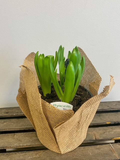 Hyacinth Bulbs
