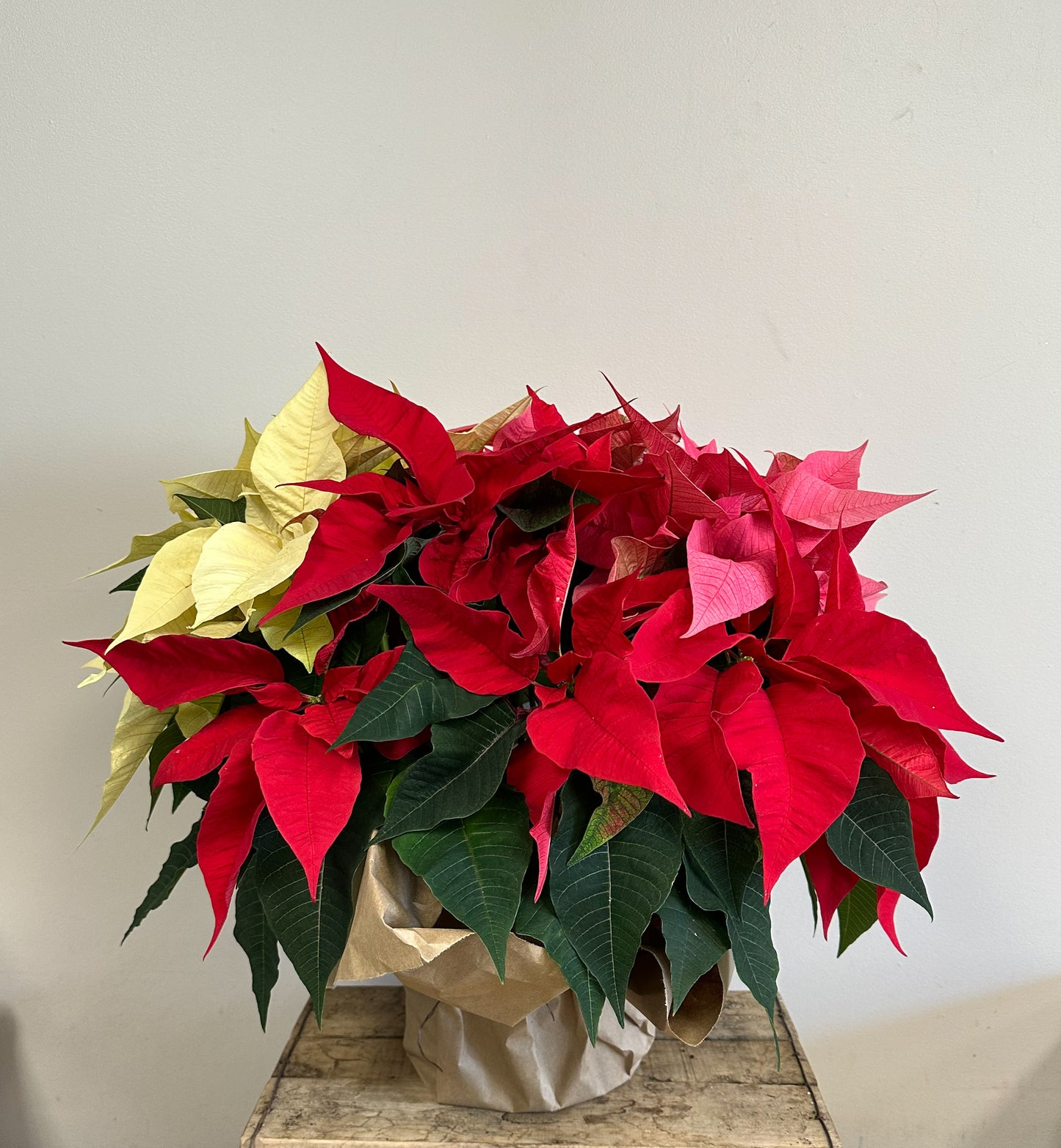 Poinsettia