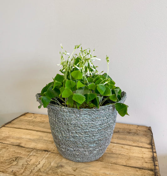 Shamrock Plant