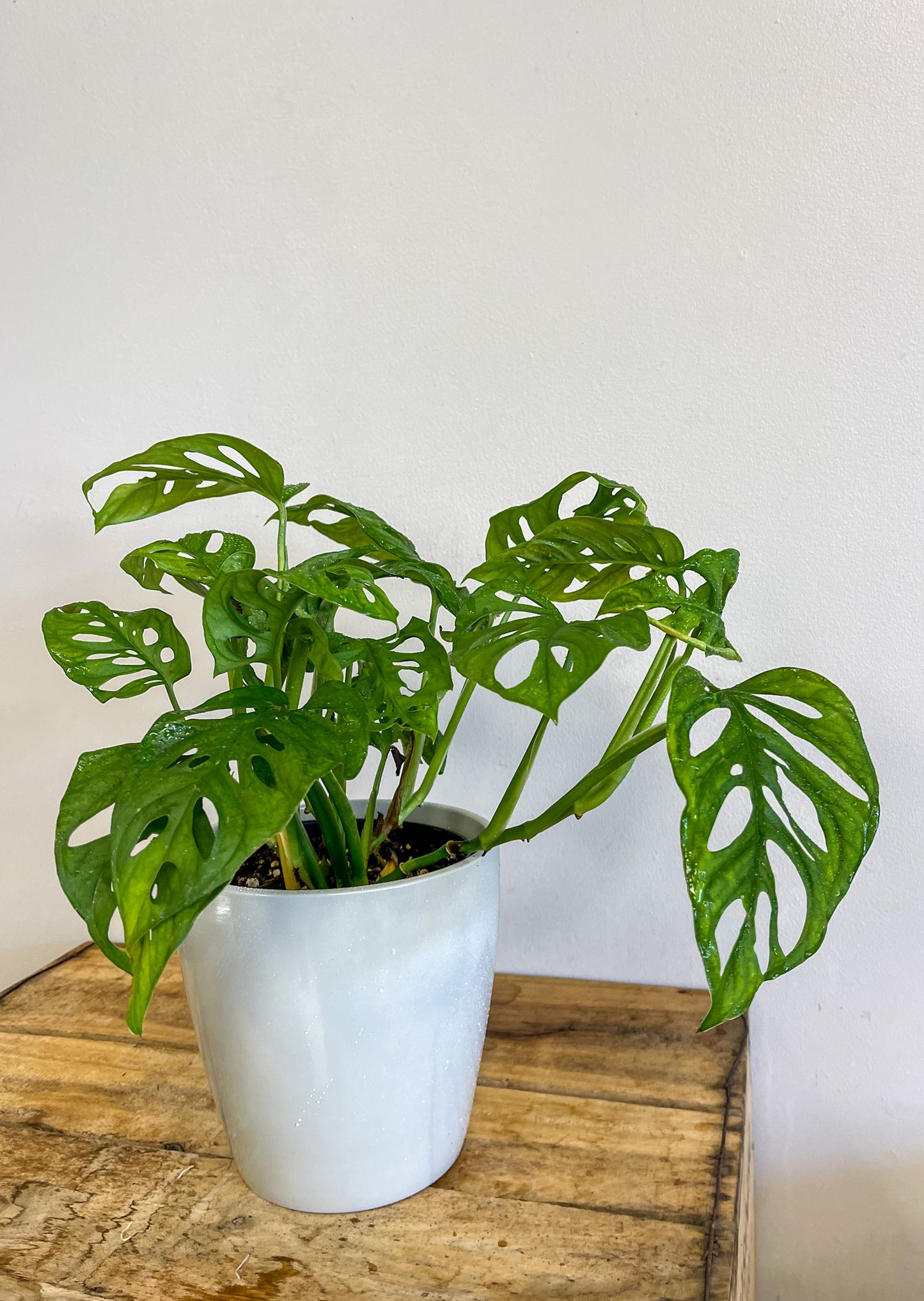 Philodendron Swiss Cheese