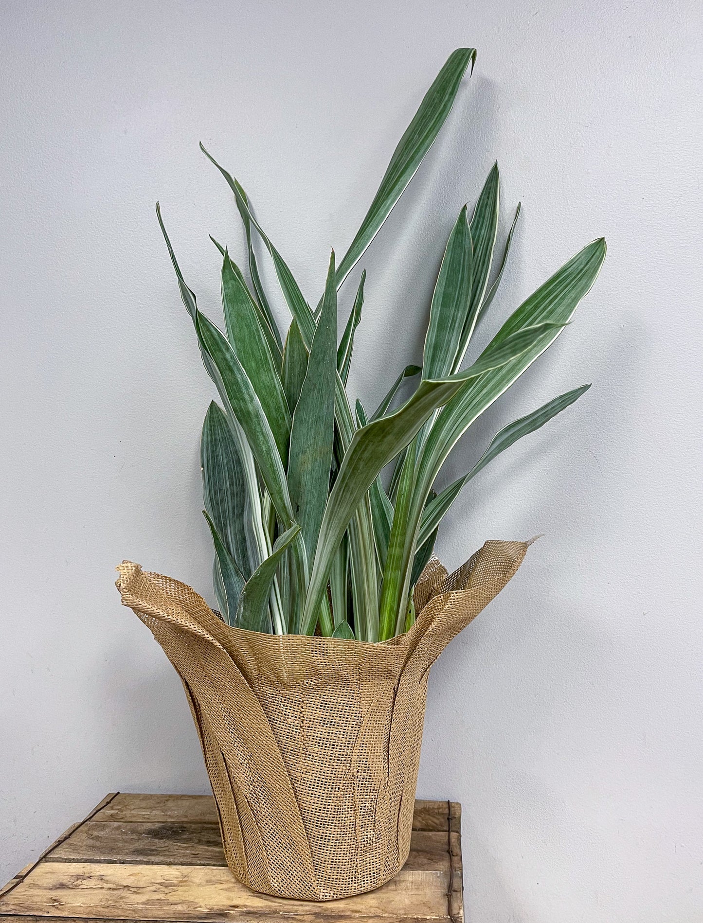 Sansevieria Sayuri