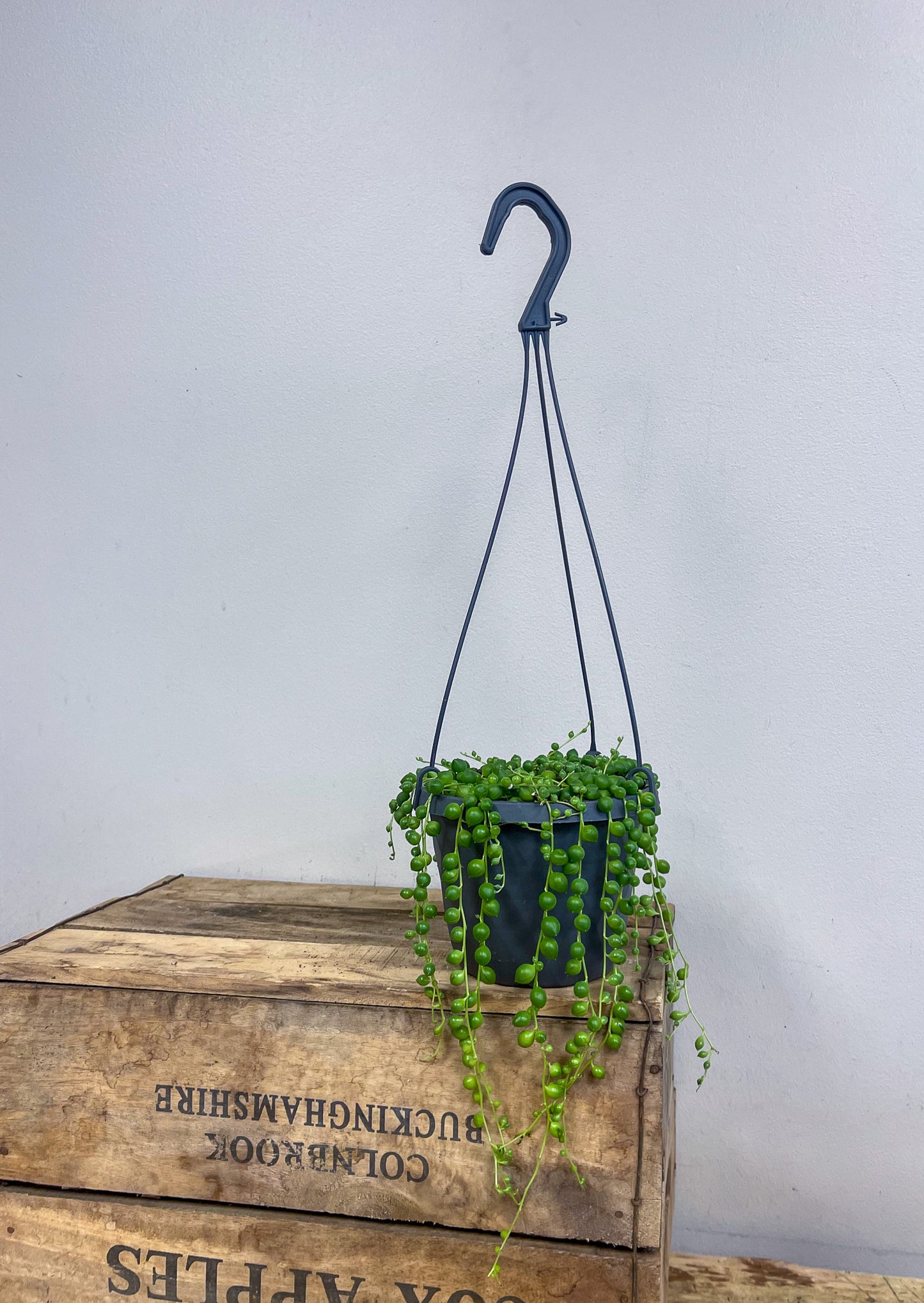 String of Pearls Hanging Basket