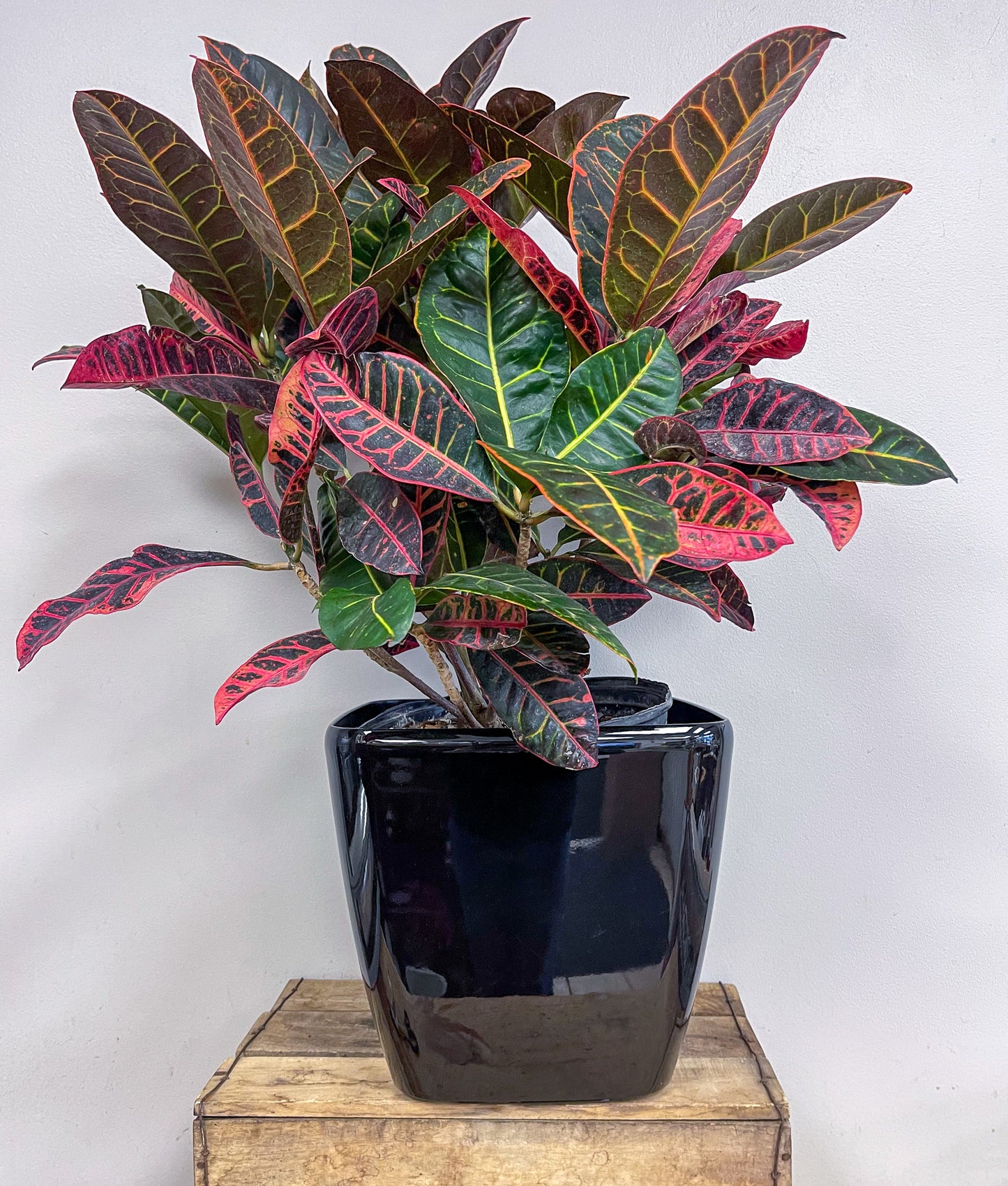Croton Plant