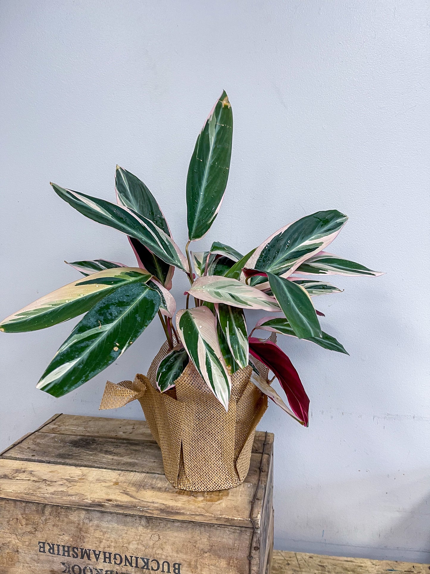 Stromanthe Triostar