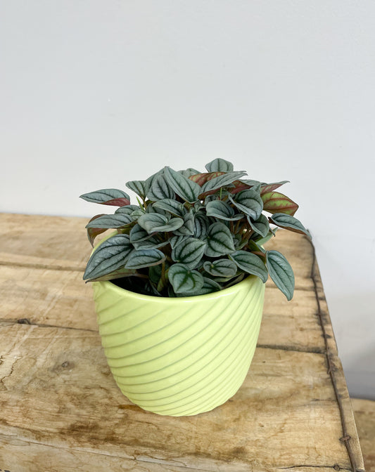 Peperomia Rocco 4”
