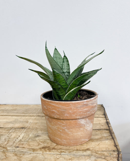 Bird's Nest Snake Plant